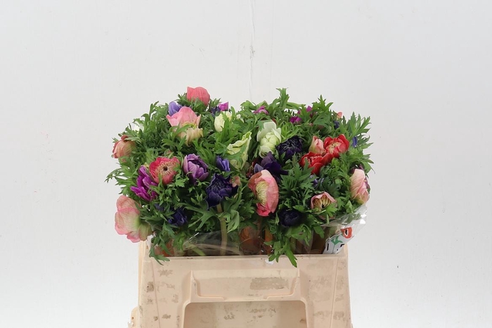 <h4>Anem Levante Gemengd</h4>