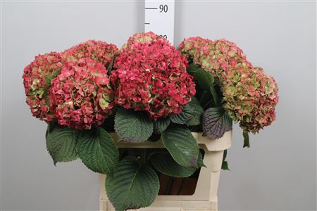 <h4>Hydr Cl M Adora</h4>