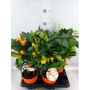 Citrofortunella mic.