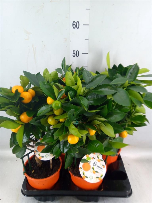 <h4>Citrofortunella mic.</h4>