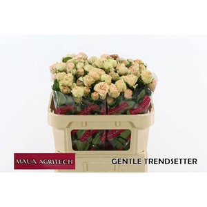 Rosa spray gentle trendsetter