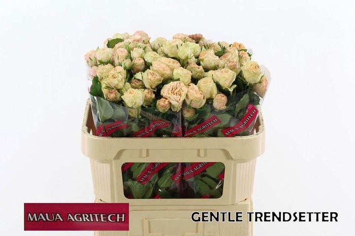 <h4>Rosa spray gentle trendsetter</h4>