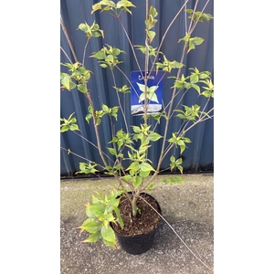 Cornus kousa China girl