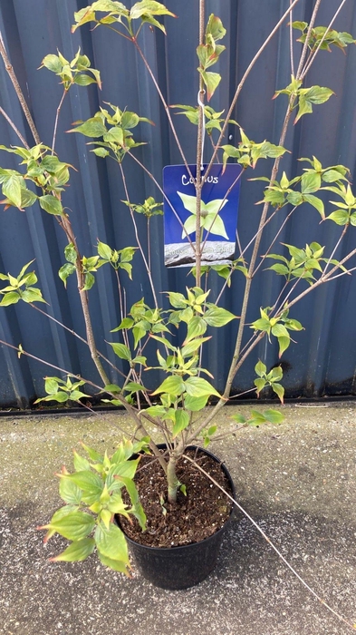 <h4>Cornus kousa China girl</h4>