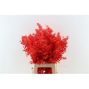 Pres Ruscus Red P Stem