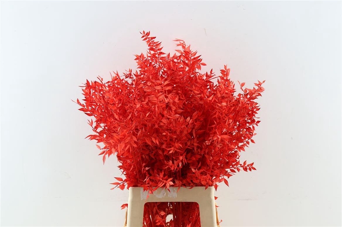 <h4>Pres Ruscus Red P Stem</h4>