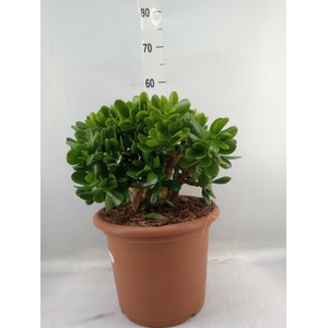 Crassula ovata