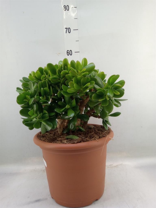 <h4>Crassula ovata</h4>