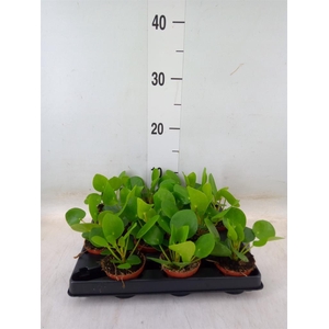 Pilea peperomioides