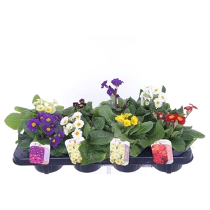 Primula elatior mix