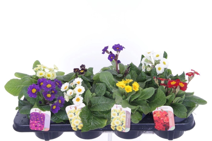 <h4>Primula elatior mix</h4>