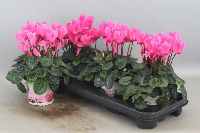 <h4>CYCL GR SUP XL</h4>