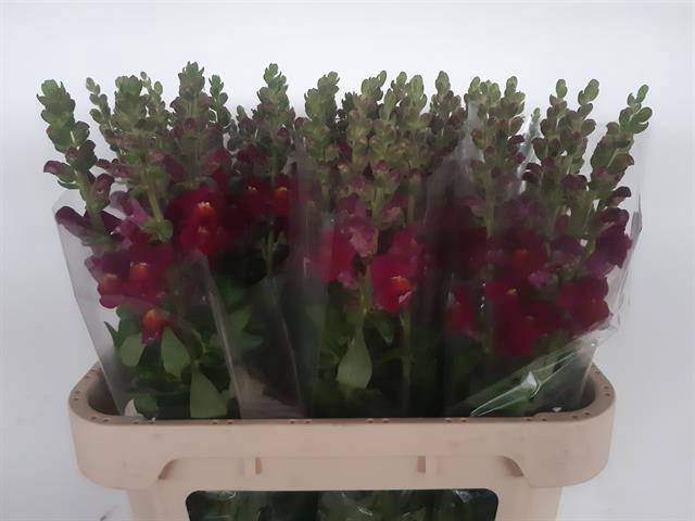 <h4>ANTIR ANTIBES RED</h4>