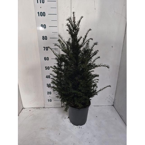 TAXUS BACCATA