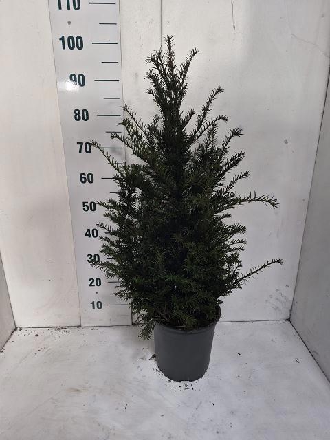 <h4>TAXUS BACCATA</h4>