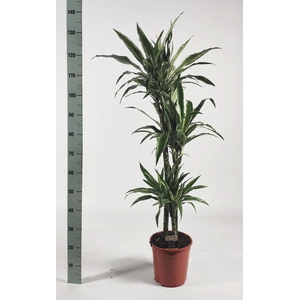 Dracaena fr de 'Warneckei'