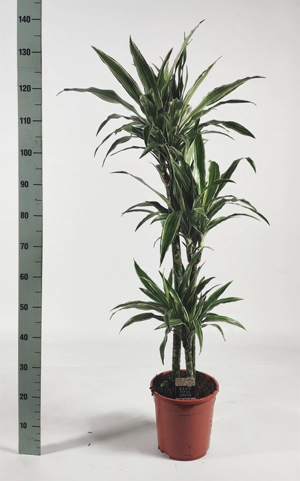 <h4>Dracaena fr de 'Warneckei'</h4>