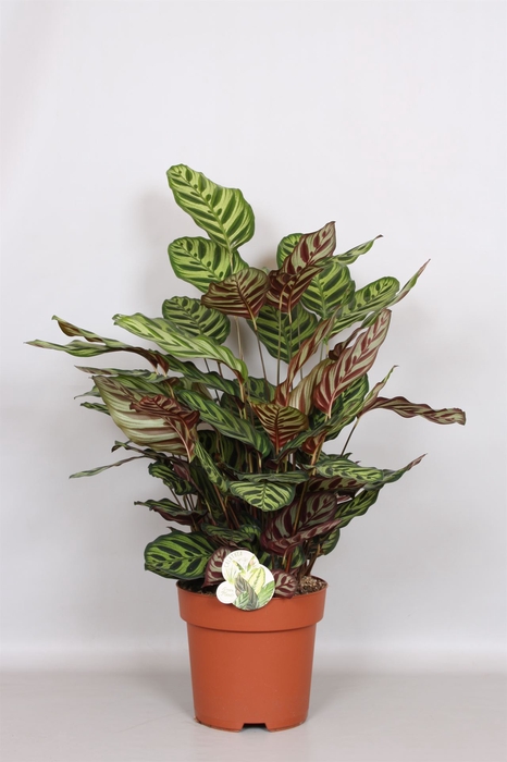 <h4>Calathea makoyana</h4>