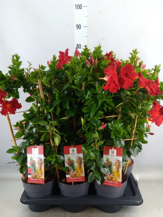 <h4>Mandevilla  'Diamantina Topaze Ver'</h4>