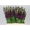 Matthiola Aubergin