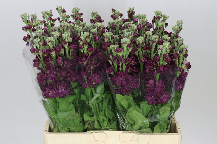 <h4>Matthiola Aubergin</h4>