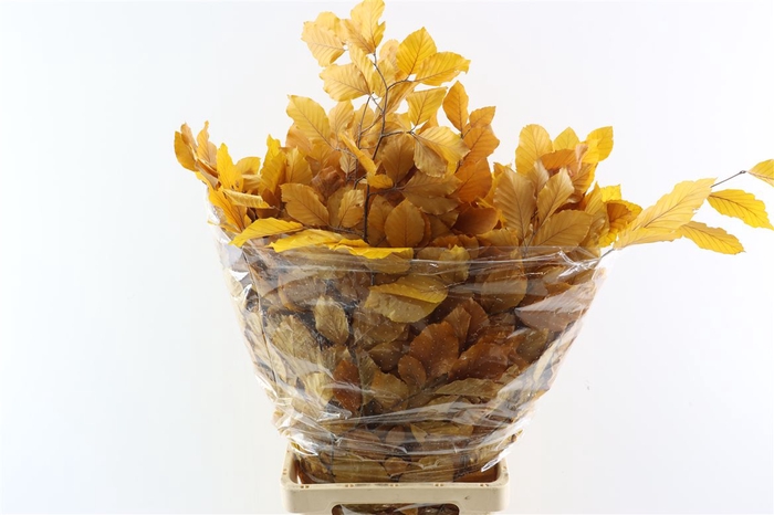 <h4>Pres Beuk Yellow P Bunch</h4>
