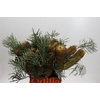 Banksia Spinulosa