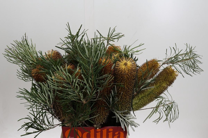 <h4>Banksia Spinulosa</h4>
