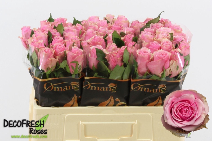 <h4>ROSA GR 'CELEB'</h4>