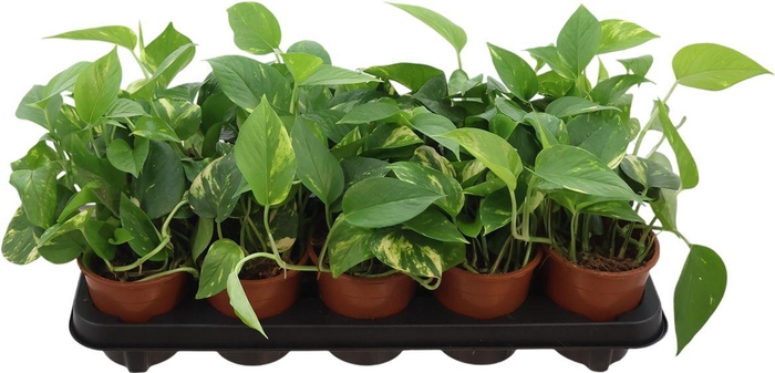 <h4>Epipr Aureum</h4>