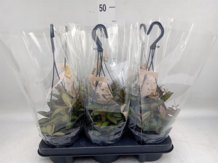 <h4>Hoya  'Rosita'</h4>