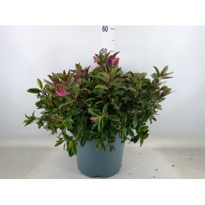 Hebe  'Addenda'   ...mix in pot