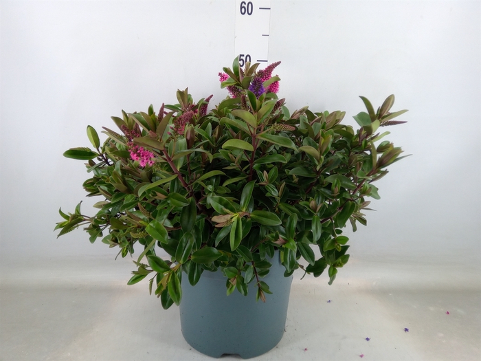 <h4>Hebe  'Addenda'   ...mix in pot</h4>