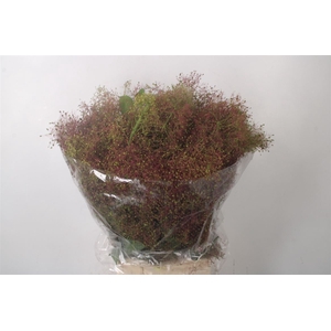 Cotinus Pruik Per Bunch