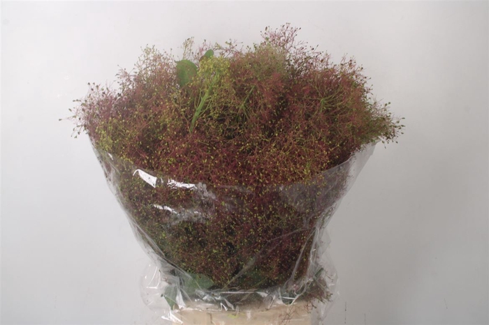 <h4>Cotinus Pruik Per Bunch</h4>