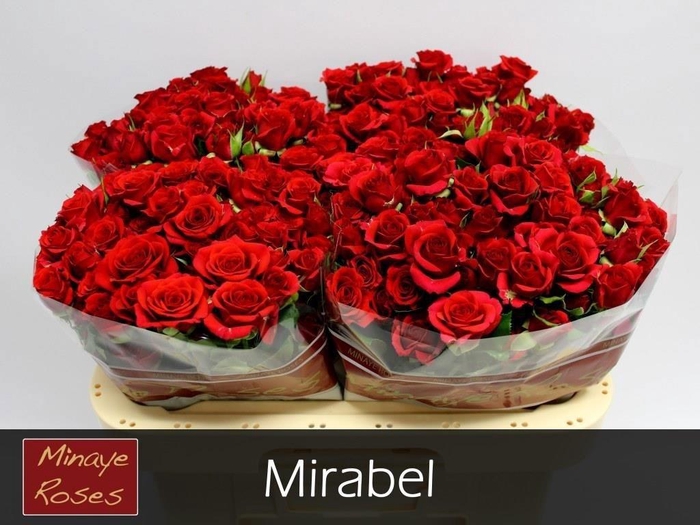 <h4>R TR MIRABEL</h4>