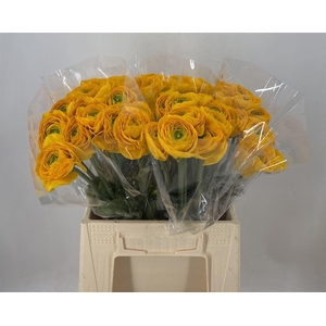 Ran Suc 1st Luce Giallo