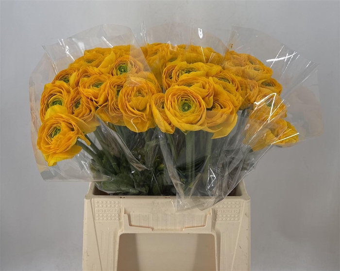 <h4>Ran Suc 1st Luce Giallo</h4>