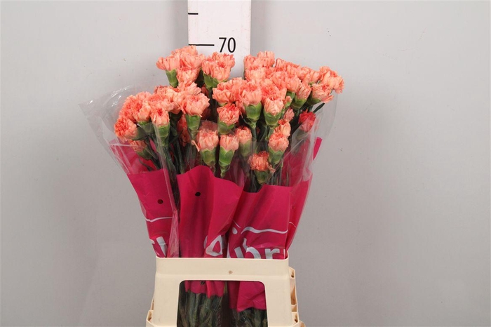 <h4>Di St Solex</h4>