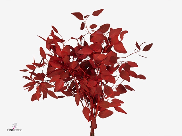 Euca Klb Populus Bes Metallic Red