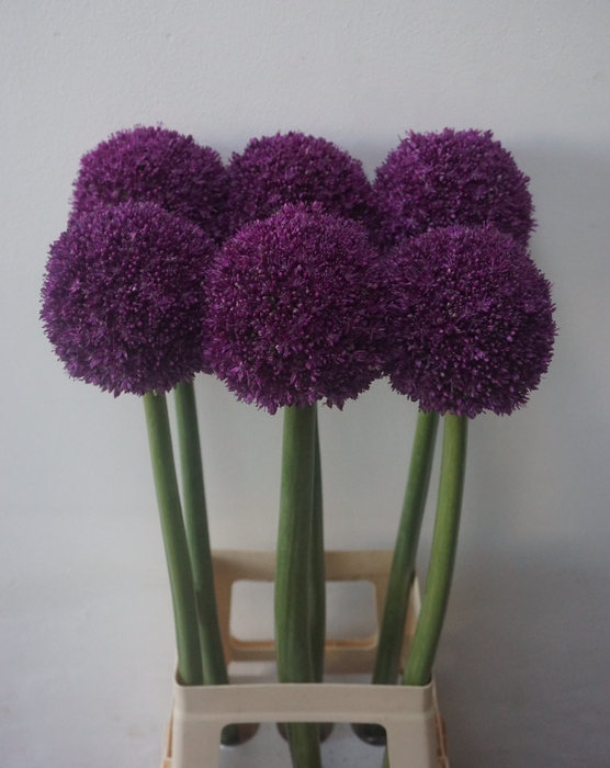 <h4>ALLIUM AMBASSADOR</h4>