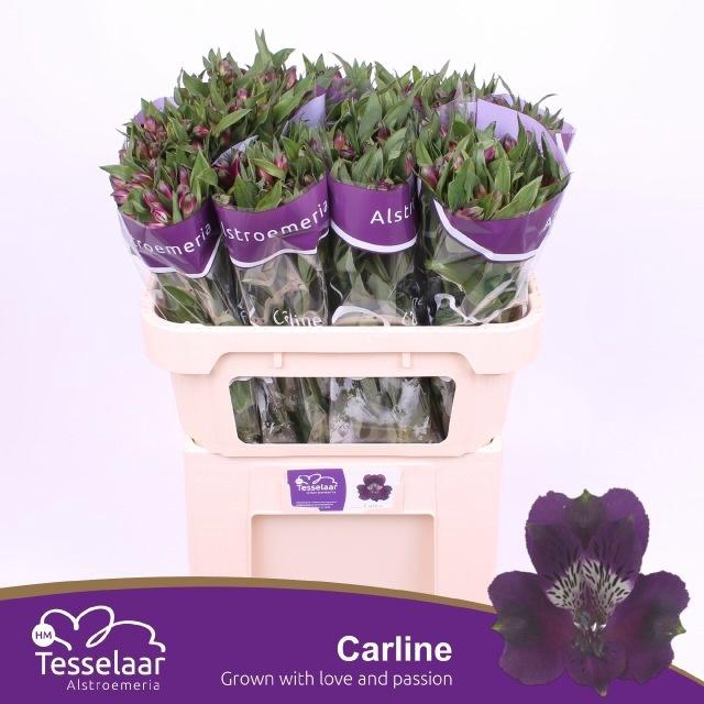 <h4>ALSTR CARLINE</h4>