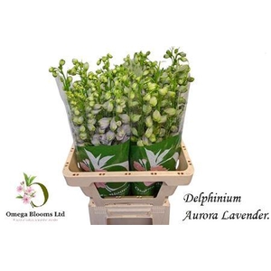 DELPH DU AURORA LAVE