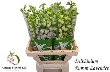 <h4>DELPH DU AURORA LAVE</h4>