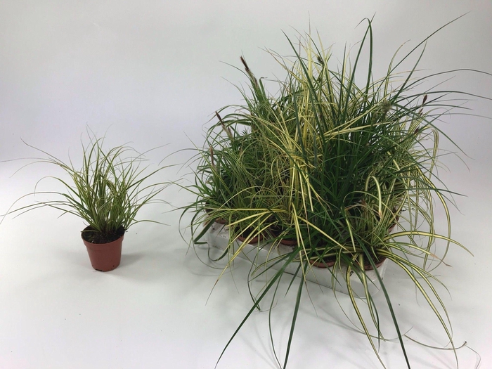 <h4>Carex mix p5,5</h4>