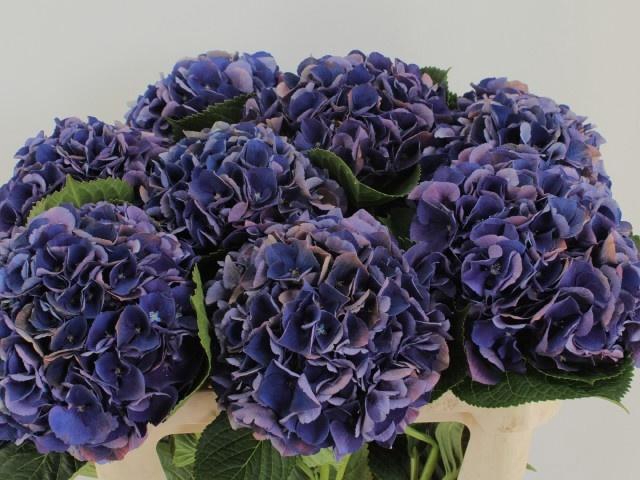 <h4>HYDR M ROYAL KING</h4>