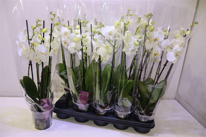 <h4>arr8 Phal Ov Wit</h4>