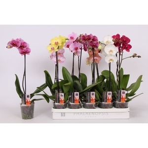 PHAL GEM 5 KL