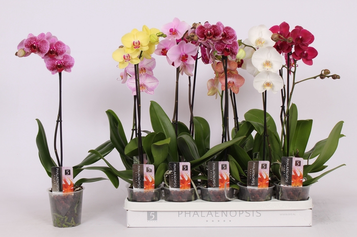 <h4>PHAL GEM 5 KL</h4>