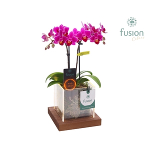 Acryl bakje met Phalaenopsis